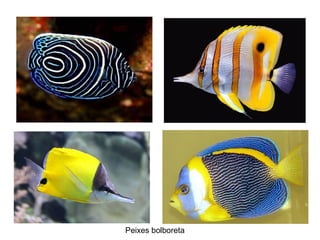 Peixes bolboreta
 