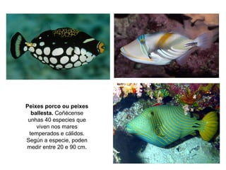 Peixes porco ou peixes
ballesta. Coñécense
unhas 40 especies que
viven nos mares
temperados e cálidos.
Según a especie, poden
medir entre 20 e 90 cm.
 