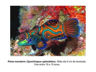 Peixe mandarín (Synchiropus splendidus). Mide ata 6 cm de lonxitude.
Vive entre 10 e 15 anos.
 