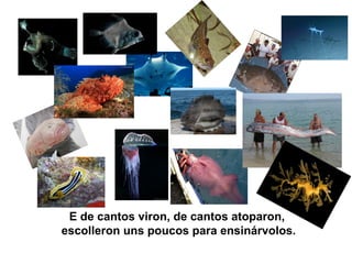 E de cantos viron, de cantos atoparon,
escolleron uns poucos para ensinárvolos.
 