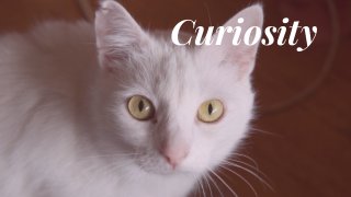 Curiosity