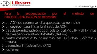 Para la secuenciación por el método de
PIROSECUENCIACIÓN se necesitan:
 un ADN de cadena sencilla que actúa como molde
 un cebador para iniciar la síntesis de ADN
 tres desoxirribonucleótidos trifosfato (dGTP, dCTP y dTTP) más
desoxiadenosina alfa-tiotrifosfato (dATP•S)
 cuatro enzimas: ADN polimerasa, ATP sulfurilasa, luciferasa y
apirasa
 adenosina 5'-fosfosulfato (APS)
 luciferina
 