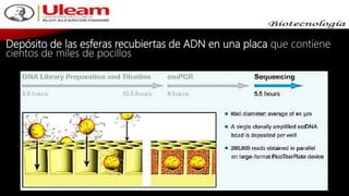 Depósito de las esferas recubiertas de ADN en una placa que contiene
cientos de miles de pocillos
 