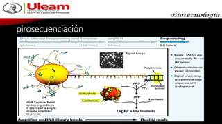 pirosecuenciación
 