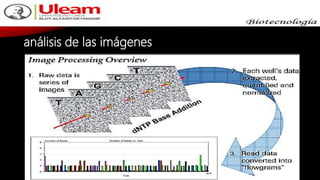 análisis de las imágenes
 