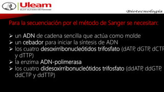 Para la secuenciación por el método de Sanger se necesitan:
 un ADN de cadena sencilla que actúa como molde
 un cebador para iniciar la síntesis de ADN
 los cuatro desoxirribonucleótidos trifosfato (dATP, dGTP, dCTP
y dTTP)
 la enzima ADN-polimerasa
 los cuatro didesoxirribonucleótidos trifosfato (ddATP, ddGTP,
ddCTP y ddTTP)
 