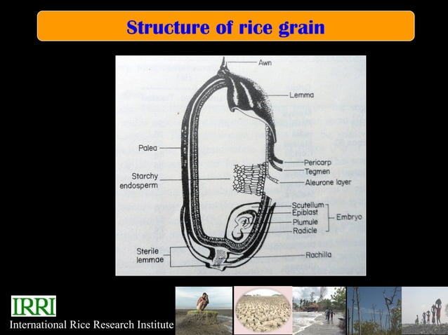 Sheikh Sattar - Nutritional Qualities of Bangladesh rice varieties | PPT
