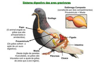 Sistema digestivo ddaass aavveess ggrraanníívvoorraass 
Esófago 
Fígado 
Intestino 
Pâncreas 
Cloaca 
Papo 
(O animal engole os 
grãos que são 
armazenados e 
amolecidos). 
Proventrículo 
(Os grãos sofrem a 
ação de um suco 
digestivo). 
Moela 
(Neste órgão de paredes 
musculadas, os grãos são 
triturados com a ajuda de grãos 
de areia que a ave ingere). 
Estômago Composto 
(constituído por dois compartimentos) 
Proventrículo + Moela 
