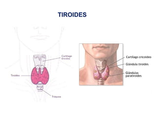 TIROIDES
 
