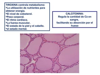 TIROXINA controla metabolismo:
La utilización de nutrientes para
obtener energía.
El nivel de colesterol.
Peso corporal.
El ritmo cardíaco.
La fuerza muscular.
El estado de la piel y el cabello.
el estado mental.
CALCITONINA:
Regula la cantidad de Ca en
sangre,
facilitando su absorción por el
hueso
 