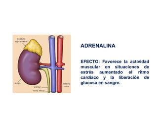 ADRENALINA
EFECTO: Favorece la actividad
muscular en situaciones de
estrés aumentado el ritmo
cardiaco y la liberación de
glucosa en sangre.
 