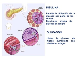 INSULINA
Permite la utilización de la
glucosa por parte de las
células.
Disminuye niveles de
glucosa en sangre
GLUCAGÓN
Libera la glucosa de
hígado aumentado sus
niveles en sangre.
 