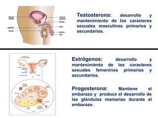 Testosterona: desarrollo y
mantenimiento de los caracteres
sexuales masculinos primarios y
secundarios.
Estrógenos: desarrollo y
mantenimiento de los caracteres
sexuales femeninos primarios y
secundarios.
Progesterona: Mantiene el
embarazo y produce el desarrollo de
las glándulas mamarias durante el
embarazo.
 