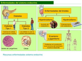 Enfermedades del tiroides
Carencia de células
que producen insulina
Diabetes
Enfermedades del sistema endocrino
Diabetes
Tipo 1
Diabetes
Tipo 2
Islotes de Langerhans
Las células no usan la
insulina adecuadamente
Célula
Hipertiroidismo Hipotiroidismo
Enanismo
y gigantismo
Problemas en la producción
de la hormona del crecimiento
durante el desarrollo
Aumento del
metabolismo
Enlentecimiento
del metabolismo
Recursos enfermedades sistema endocrino
 