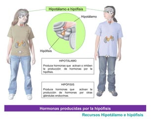 Hipotálamo e hipófisis
Hipófisis
Hipotálamo
Hormonas producidas por la hipófisis
HIPOTÁLAMO
Produce hormonas que activan o inhiben
la producción de hormonas por la
hipófisis.
HIPÓFISIS
Produce hormonas que activan la
producción de hormonas por otras
glándulas endocrinas.
Recursos Hipotálamo e hipófisis :
 