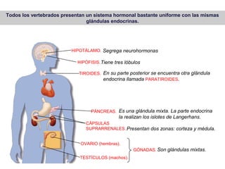 HIPOTÁLAMO.
HIPÓFISIS.
TIROIDES.
PÁNCREAS.
CÀPSULAS
SUPRARRENALES.
OVARIO (hembras).
TESTÍCULOS (machos).
Segrega neurohormonas
Tiene tres lóbulos
En su parte posterior se encuentra otra glándula
endocrina llamada PARATIROIDES.
Es una glándula mixta. La parte endocrina
la realizan los islotes de Langerhans.
Presentan dos zonas: corteza y médula.
Son glándulas mixtas.GÓNADAS.
Todos los vertebrados presentan un sistema hormonal bastante uniforme con las mismas
glándulas endocrinas.
 