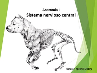 Anatomía I
Sistema nervioso central
Profesor: Rodemil Medina
 