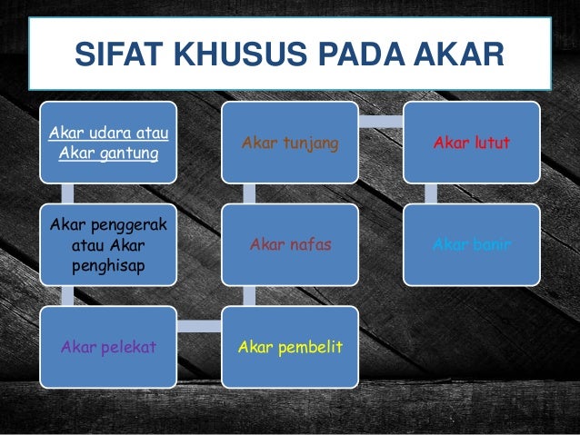 Ppt Morfologi Tumbuhan Akar