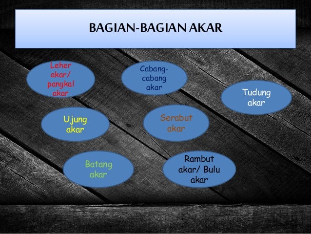 Ppt Morfologi Tumbuhan Akar