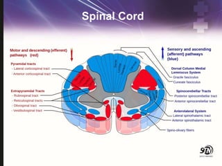 Spinal Cord
 