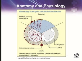 Anatomy and Physiology
http://pt851.wikidot.com/spinal-cord-injury-cell-biology
 