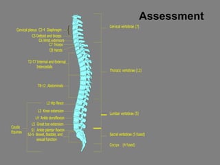 Assessment
Cervical vertebrae (7)
Thoracic vertebrae (12)
Lumbar vertebrae (5)
Sacral vertebrae (5 fused)
Coccyx (4 fused)
Cervical plexus C3-4 Diaphragm
C5 Deltoid and biceps
C6 Wrist extensors
C8 Hands
T2-T7 Internal and External
Intercostals
T8-12 Abdominals
L2 Hip flexor
L3 Knee extension
L4 Ankle dorsiflexion
L5 Great toe extension
S1 Ankle plantar flexion
S2-5 Bowel, bladder, and
sexual function
Cauda
Equinas
 
