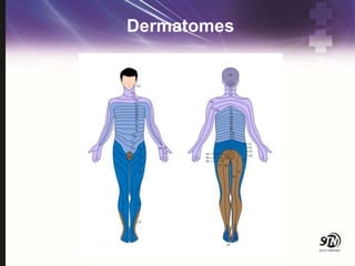 Dermatomes
 
