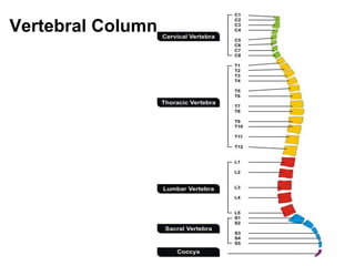 Vertebral Column
 
