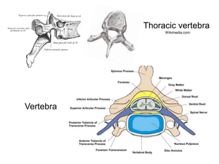 Thoracic vertebra
Wikimedia.com
Vertebra
 