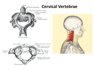 Cervical Vertebrae
 