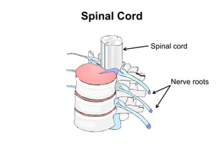 Spinal Cord
Spinal cord
Nerve roots
 