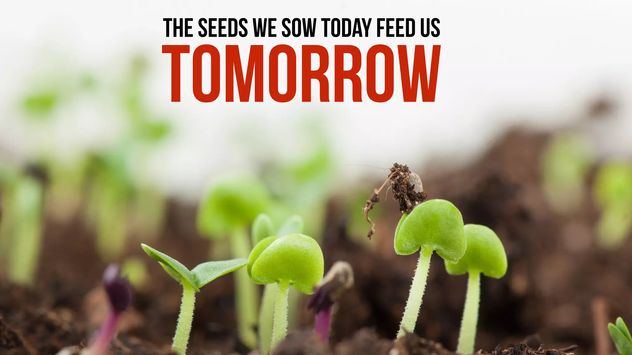 THE SEEDS WE SOW TODAY FEED US
TOMORROW
 