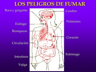 LOS PELIGROS DE FUMARLOS PELIGROS DE FUMAR
Boca y gargantaBoca y garganta
EsófagoEsófago
BronqueosBronqueos
CirculaciónCirculación
IntestinosIntestinos
VejigaVejiga
CerebroCerebro
PulmonesPulmones
CorazónCorazón
EstómagoEstómago
 