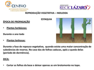 REPRODUÇÃO VEGETATIVA – INDUZIDA
ESTAQUIA
ÉPOCA DE PROPAGAÇÃO
• Plantas herbáceas:
Durante o ano todo
• Plantas lenhosas:
Durante a fase de repouso vegetativo, quando existe uma maior concentração de
substâncias de reserva. No caso das de folhas caducas, após a queda delas
(período de dormência).
DICA:
• Cortar as folhas da base e deixar apenas as em brotamento no topo.
 