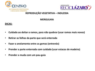 REPRODUÇÃO VEGETATIVA – INDUZIDA
MERGULHIA
DICAS:
• Cuidado ao deitar o ramos, para não quebrar (usar ramos mais novos)
• Retirar as folhas da parte que será enterrada
• Fazer o anelamento entre as gemas (entrenós)
• Prender a parte enterrada com cuidado (usar estacas de madeira)
• Prender a muda com um pau-guia
 