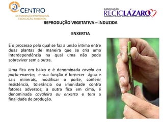 É o processo pelo qual se faz a união íntima entre
duas plantas de maneira que se cria uma
interdependência na qual uma não pode
sobreviver sem a outra.
Uma fica em baixo e é denominada cavalo ou
porta-enxerto; e sua função é fornecer água e
sais minerais, modificar o porte, conferir
resistência, tolerância ou imunidade contra
fatores adversos; a outra fica em cima, é
denominada cavaleiro ou enxerto e tem a
finalidade de produção.
REPRODUÇÃO VEGETATIVA – INDUZIDA
ENXERTIA
 