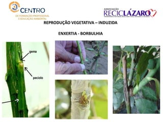 REPRODUÇÃO VEGETATIVA – INDUZIDA
ENXERTIA - BORBULHIA
 