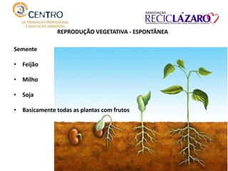REPRODUÇÃO VEGETATIVA - ESPONTÂNEA
Semente
• Feijão
• Milho
• Soja
• Basicamente todas as plantas com frutos
 