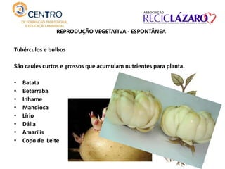 REPRODUÇÃO VEGETATIVA - ESPONTÂNEA
Tubérculos e bulbos
São caules curtos e grossos que acumulam nutrientes para planta.
• Batata
• Beterraba
• Inhame
• Mandioca
• Lírio
• Dália
• Amarílis
• Copo de Leite
 