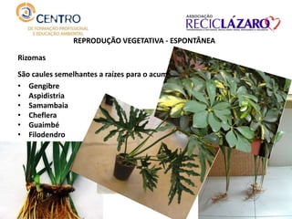 REPRODUÇÃO VEGETATIVA - ESPONTÂNEA
Rizomas
São caules semelhantes a raízes para o acumulo de reservas de nutrientes.
• Gengibre
• Aspidistria
• Samambaia
• Cheflera
• Guaimbé
• Filodendro
 