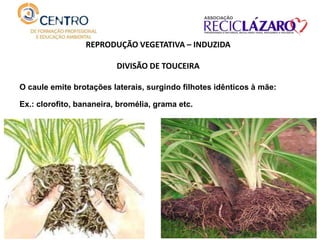 REPRODUÇÃO VEGETATIVA – INDUZIDA
DIVISÃO DE TOUCEIRA
O caule emite brotações laterais, surgindo filhotes idênticos à mãe:
Ex.: clorofito, bananeira, bromélia, grama etc.
 