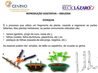 REPRODUÇÃO VEGETATIVA – INDUZIDA
ESTAQUIA
É o processo que utiliza um fragmento da planta, visando a regenerar as partes
faltantes. Nas plantas herbáceas, as partes comumente utilizadas são:
• ramos (gerânio, pingo de ouro, rosas etc.),
• folhas (violeta, folha-da-fortuna, peperômia, etc.) ou
• pedaços de folhas (espada-de-são-jorge, begônia, etc.)
As estacas podem der: simples, de talão ou sapatinho, de cruzeta ou gema.
 