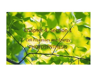 Chapter 4, Section 1
Cell Processes and Energy
 PHOTOSYNTHESIS
 