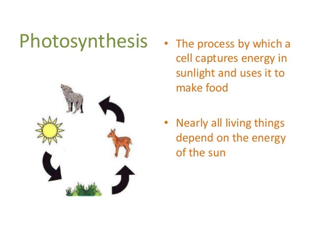 essay on photosynthesis