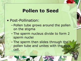 Pollen to Seed ,[object Object],[object Object],[object Object],[object Object]