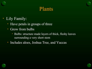 Plants Lily Family: Have petals in groups of three Grow from bulbs Bulbs: structure made layers of thick, fleshy leaves surrounding a very short stem Includes aloes, Joshua Tree, and Yuccas 