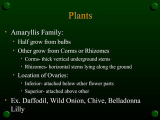 Plants Amaryllis Family: Half grow from bulbs Other grow from Corms or Rhizomes Corms- thick vertical underground stems Rhizomes- horizontal stems lying along the ground Location of Ovaries: Inferior- attached below other flower parts Superior- attached above other  Ex. Daffodil, Wild Onion, Chive, Belladonna Lilly 