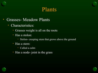 Plants Grasses- Meadow Plants Characteristics: Grasses weight is all on the roots Has a stolon: Stolon- creeping stem that grows above the ground Has a stem: Called a culm Has a node- joint in the grass 