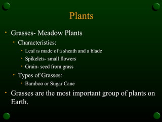 Plants Grasses- Meadow Plants Characteristics: Leaf is made of a sheath and a blade Spikelets- small flowers Grain- seed from grass Types of Grasses: Bamboo or Sugar Cane Grasses are the most important group of plants on Earth. 