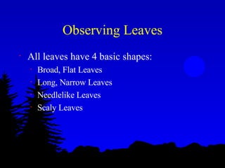 Observing Leaves All leaves have 4 basic shapes: Broad, Flat Leaves Long, Narrow Leaves Needlelike Leaves Scaly Leaves 